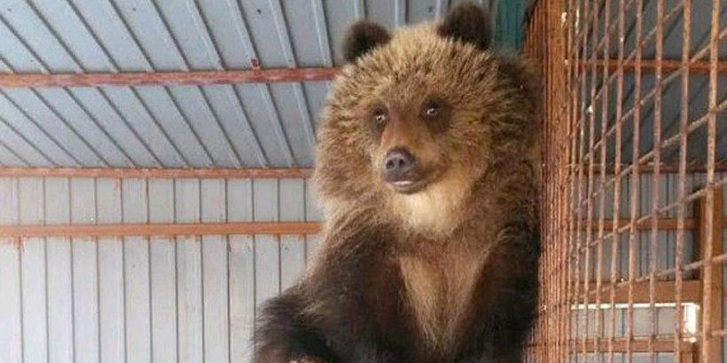 В Шереметьево из Петропавловска-Камчатского доставили медведицу Машу