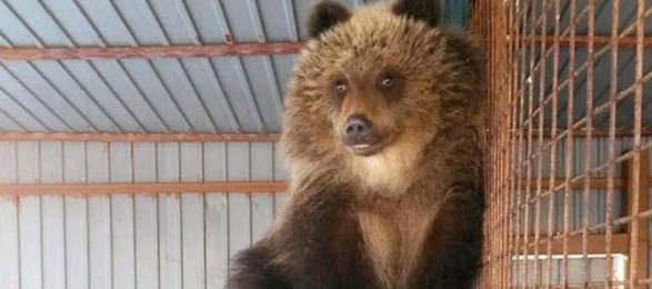 В Шереметьево из Петропавловска-Камчатского доставили медведицу Машу