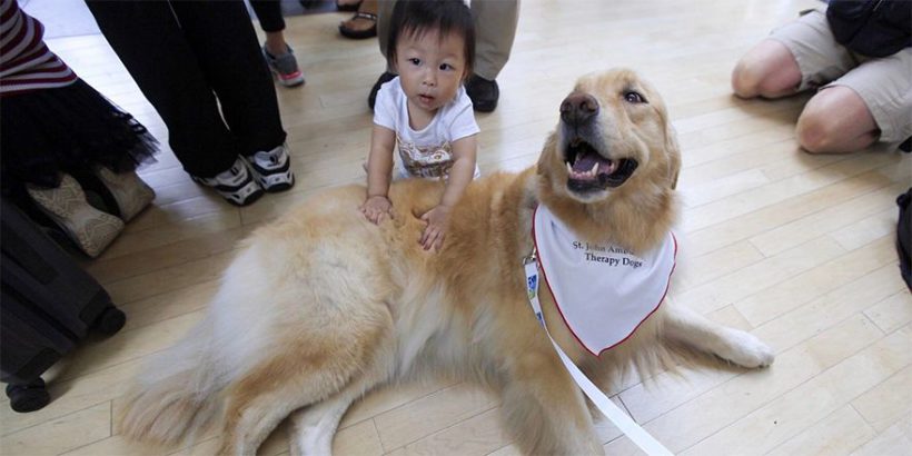 В Домодедово снять стресс перед полётом помогут собаки