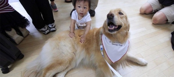 В Домодедово снять стресс перед полётом помогут собаки