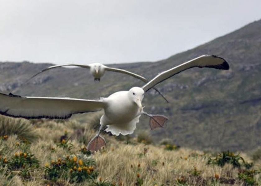 Airbus разработал винглеты, имитирующие крыло альбатроса