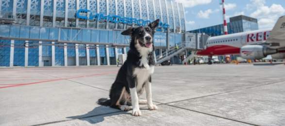 Талисман аэропорта Симферополь собака Алиса провела первые 100 дней на службе