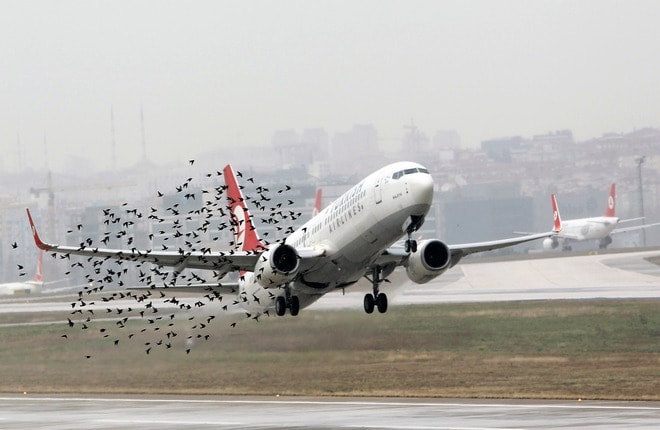 обеспечение безопасности полетов при столкновении с птицами